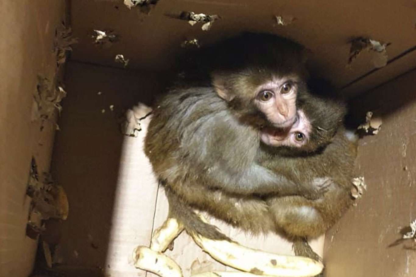 Şırnak'ta nesli tükenme tehlikesi altında olan 4 örümcek maymunu ele geçirildi Şırnak'ta nesli tükenme tehlikesi altında olan 4 örümcek maymunu ele geçirildi